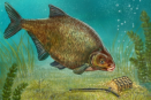 Иллюстрация для упаковки-лещ и фидер