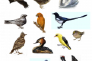 иллюстрация для детского издания "Птицы"