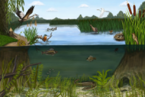 иллюстрация для детского издания "Водоем"