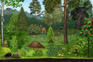 иллюстрация для детского издания "Лес"