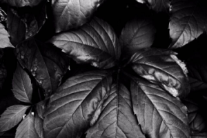 Фотографика