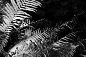 Фотографика