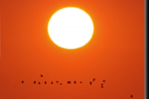 Рекламный флаер турфирмы Delta Orient Tours