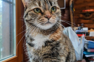 Работа 3774384