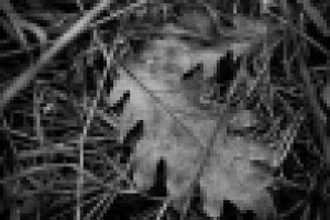 Дубовый лист