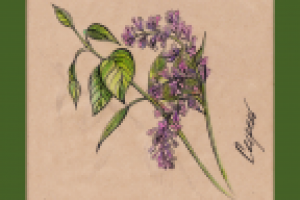 Сирень (цв.карандаш+тушь)