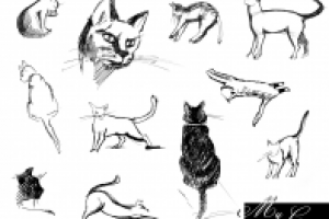 Моя Кошка(набросок)