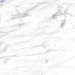 Birds1