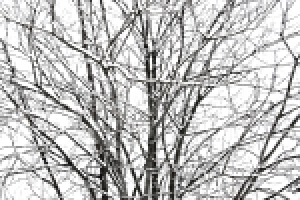 Работа 2445137