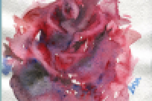 Акварель Роза 13х18