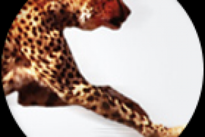 Сайт-каталог "Пакеты 24"