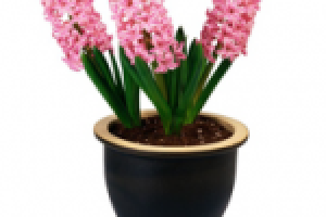 Ландшафтный дизайн