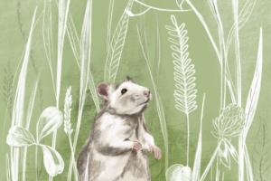 Домашний питомец крыса Чика. Рисунок №1