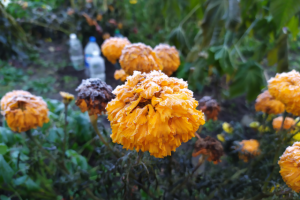 Работа 3748631