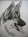 Рисунок карандашом "Пес"