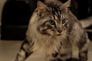 Работа 3741756