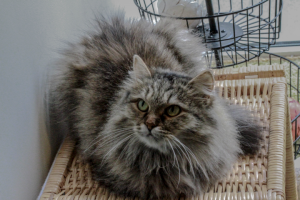 Работа 3741752