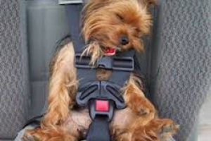 продающий текст на сайт