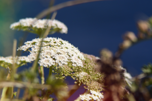 Работа 3725680