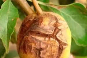 Влияние минерального питания на заболевания растений