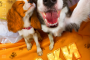 Елки лохматые