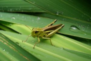 Работа 2421036