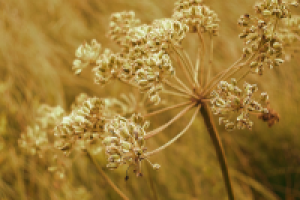 Работа 2421033