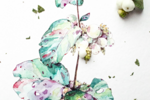 Symphoricarpos albus