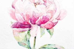 Watercolor peony