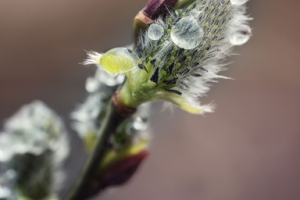 Работа 3679855