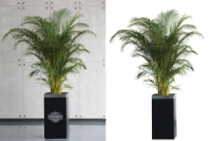 Обтравка растения