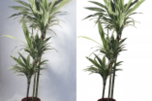 Обтравка растения