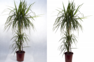 Обтравка растения