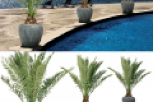 Обтравка растения