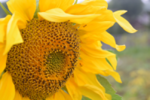 Работа 2682420