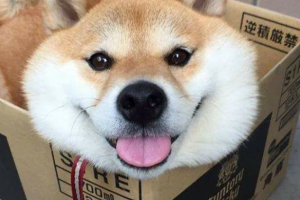 Список кличек для собак Японии, Китая и Кореи