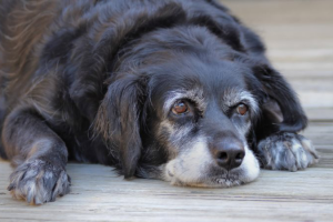 Собаки-долгожители