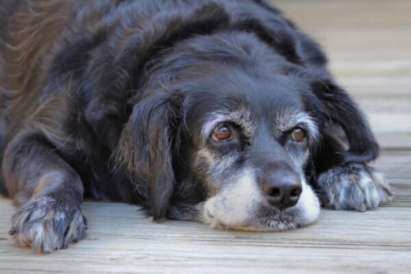 img3699061.png