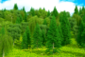 "Лес на склоне горы" (панорамная 3D картина)