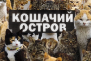 Слайдер "кошки"