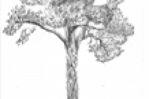 Рисунок дерева карандашом