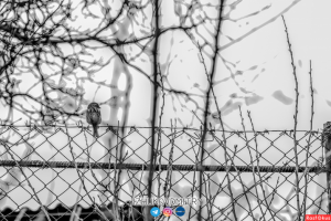 Работа 3711982