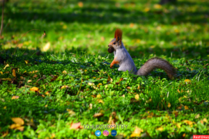 Работа 3711968