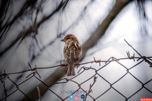 Работа 3711966