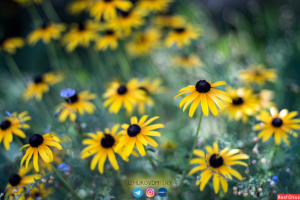 Работа 3711995