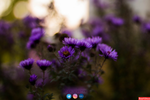 Работа 3711993