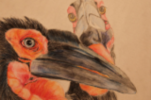 кафрский ворон