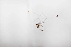 Работа 3363042