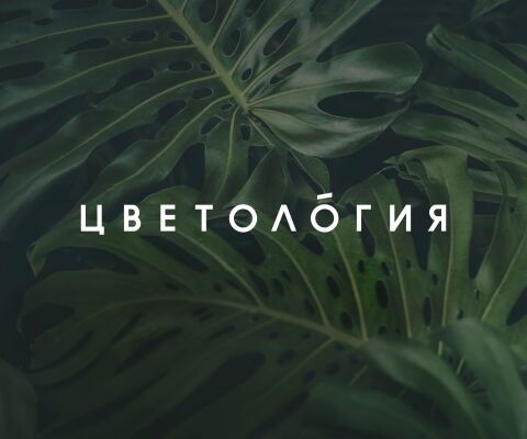 img3551619.png