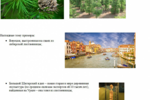 доклад о лиственнице